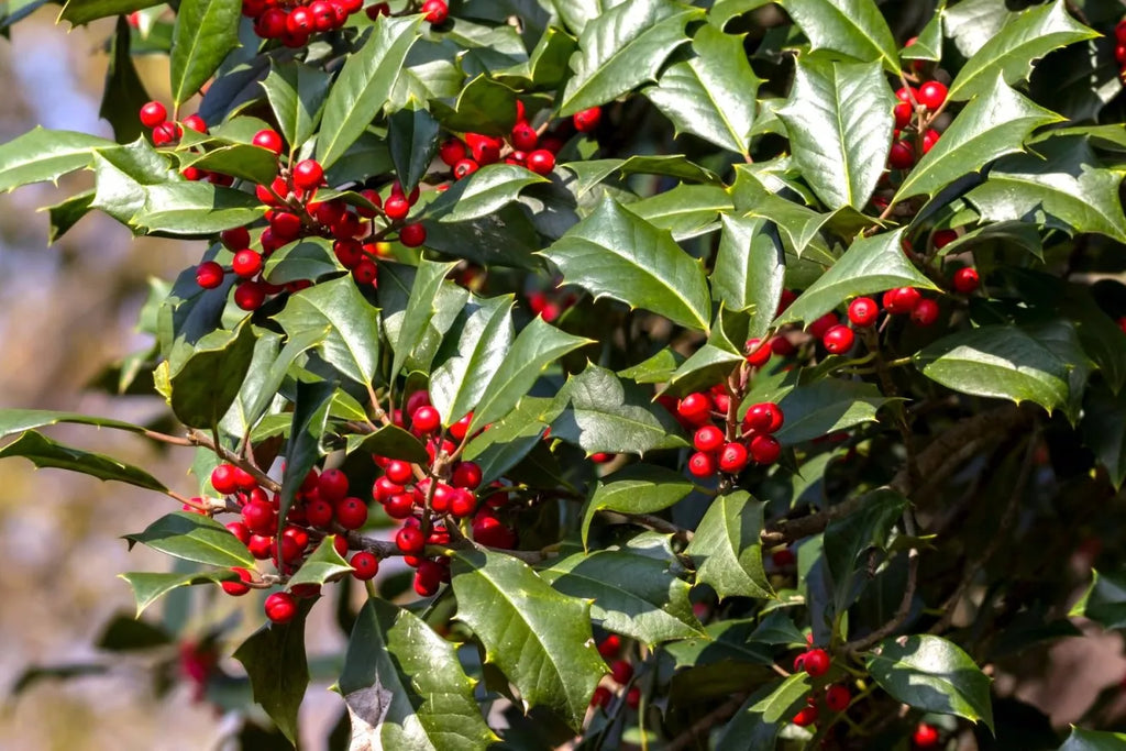 American Holly Cuttings (Ilex opaca) - 15 Fresh Unrooted | Organic, Evergreen