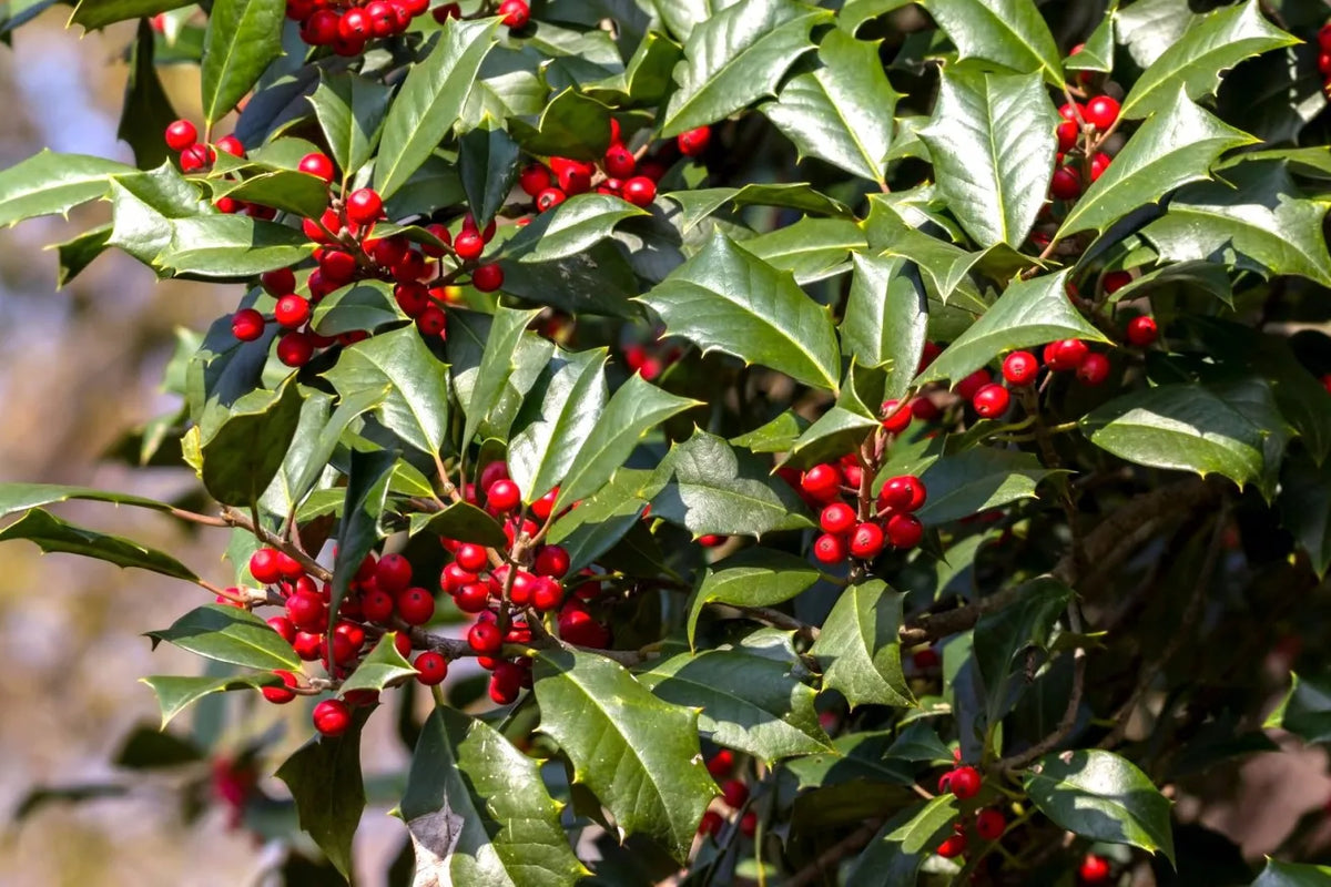 American Holly Cuttings (Ilex opaca) - 15 Fresh Unrooted | Organic, Evergreen