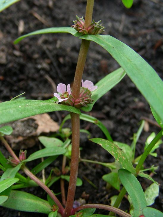 Ammannia coccinea (Scarlet Toothcup) Seeds – 1000 Non-GMO, Native Wetland Perennial