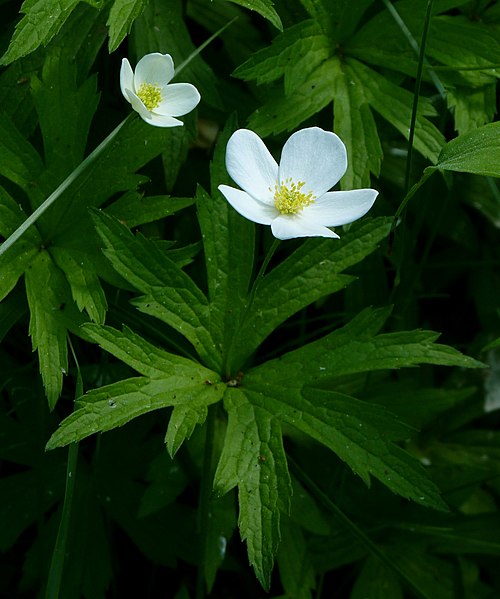 Anemone canadensis Seeds | Canada Anemone - Native Perennial Wildflower (100 Seeds)