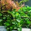 Anubias Barteri Nana Live Aquarium Plant - Bare Root, Low Light