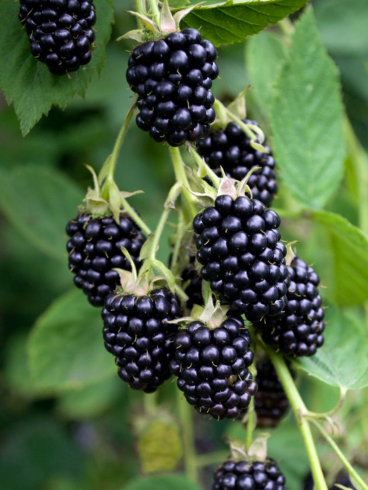 5 Unrooted Organic Blackberry Cuttings | Rubus fruticosus Heirloom Variety
