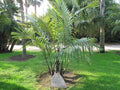 Arenga engleri (Dwarf Sugar Palm) Bare-Root Starter Seedlings — Set of 2