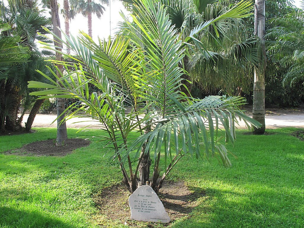 Arenga engleri (Dwarf Sugar Palm) Bare-Root Starter Seedlings — Set of 2