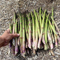 Millennium Asparagus Bare Root Crowns – 10 Live 2-Year-Old Non-GMO Perennial