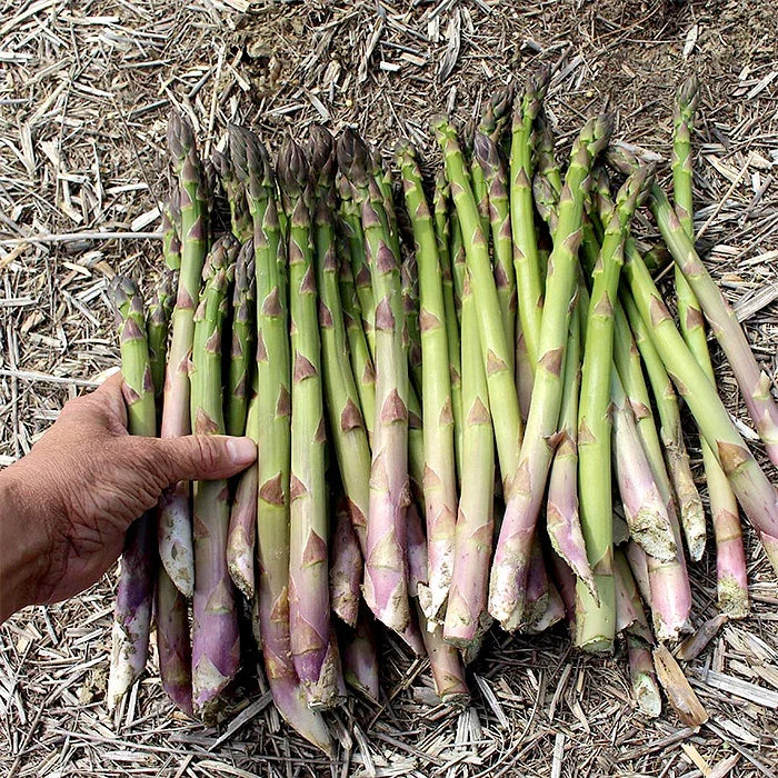 Millennium Asparagus Bare Root Crowns – 10 Live 2-Year-Old Non-GMO Perennial