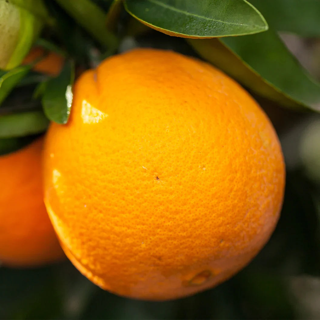 Navel Orange Cuttings (Citrus sinensis) 6–8 Inch Unrooted – For Rooting or Grafting