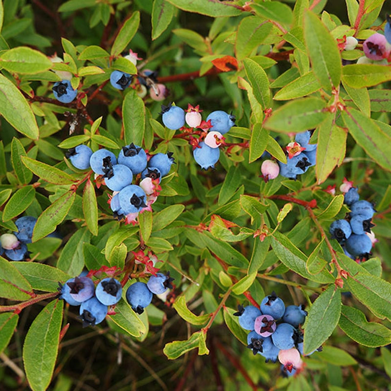 Blueberry Plants - 5 Live Rooted Cuttings for Home Garden, Zones 4-9