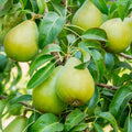 Bartlett Pear Tree Cuttings (Unrooted) – 10 Large Pyrus communis Scion Wood for Rooting & Grafting