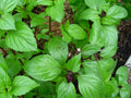 Thai Basil Live Plants (Hung Que) 2-Pack Bareroot 10 a0in | Anise-Scented Ocimum basilicum var. thyrsiflora