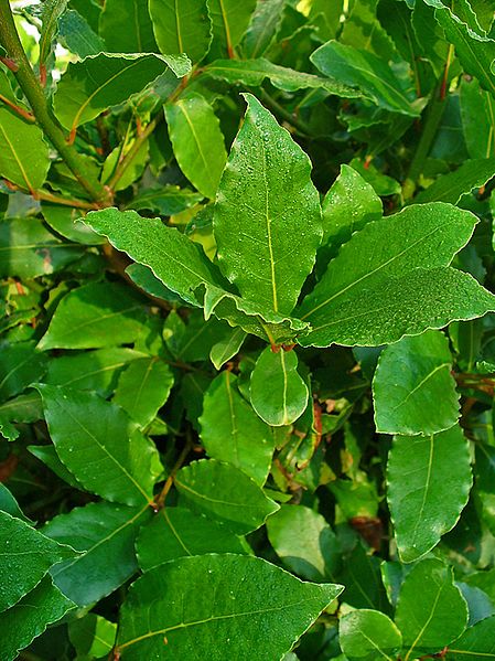 Bay Laurel Live Plant Laurus nobilis in 2.5" Pot | Culinary Evergreen