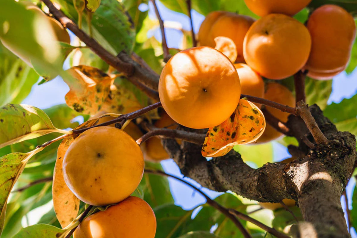 Fuyu Persimmon Tree (Diospyros kaki) - 1 Live Bareroot Tree, Non-Astringent, Self-Pollinating, 2 ft