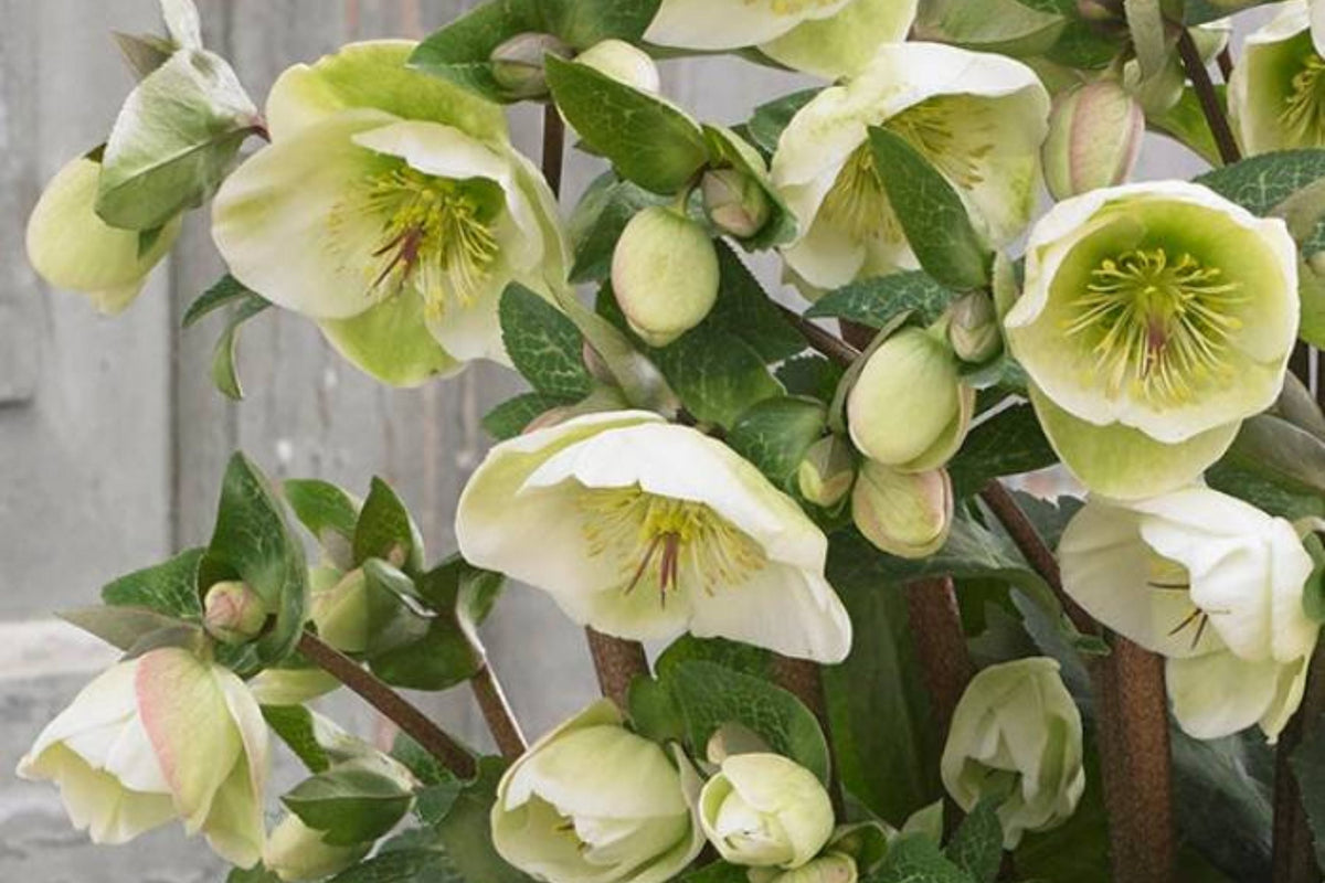 Hellebore 'First Dance' (Helleborus x hybridus) – Established Gal Size, Yellow Double Blooms, Partial to Full Shade