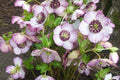 Hellebore ‘French Kiss’ (Helleborus x hybridus) – Established Gala-Size, Untrimmed Foliage, Double White with Pink Veining