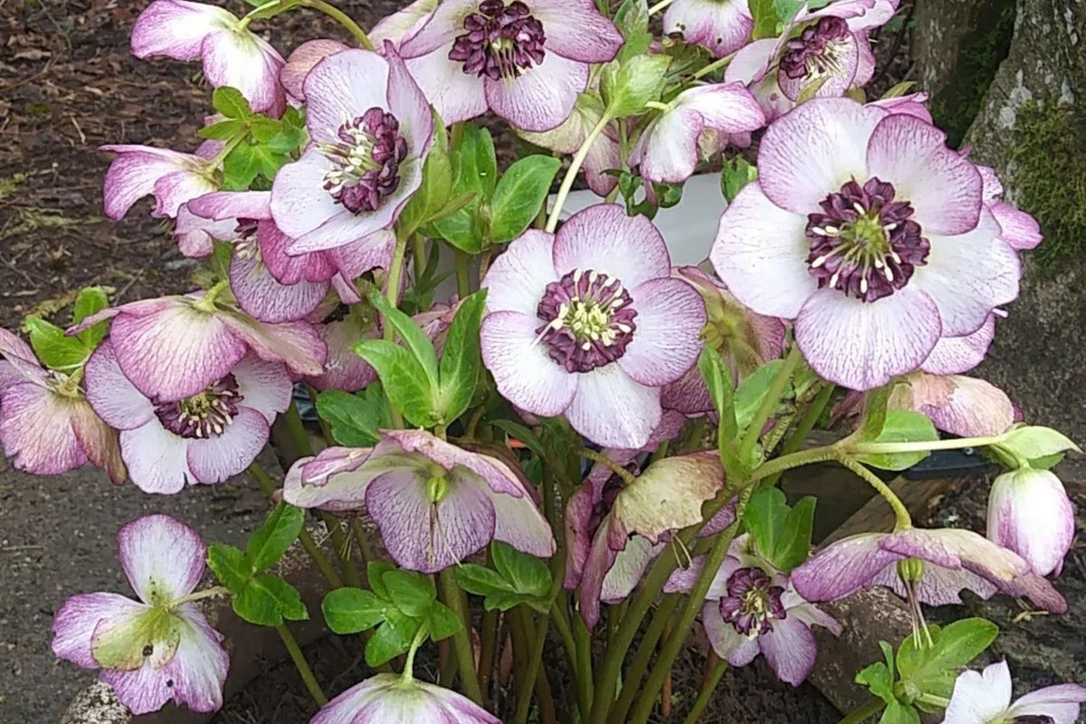 Hellebore ‘French Kiss’ (Helleborus x hybridus) – Established Gala-Size, Untrimmed Foliage, Double White with Pink Veining