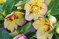 Hellebore Tropical Sunset (Helleborus x hybridus) - Established Gal Size, Shipped With Foliage Intact