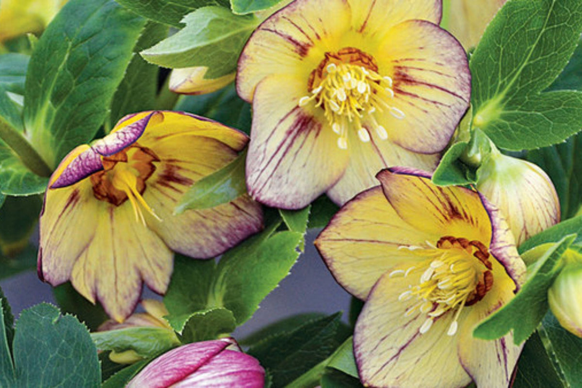 Hellebore Tropical Sunset (Helleborus x hybridus) - Established Gal Size, Shipped With Foliage Intact
