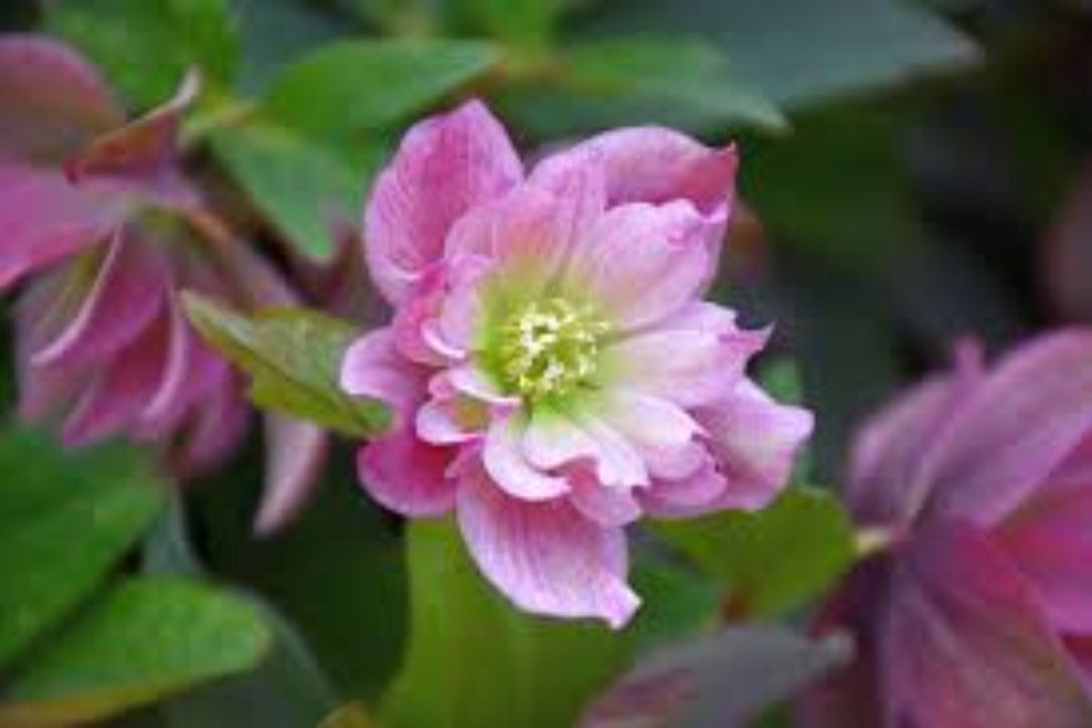 Hellebore Maid of Honor (Helleborus x hybridus) Gal-Size - Viable Root, Intact Foliage, Lenten Rose Perennial
