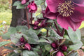 Hellebore Brunello (Helleborus x hybridus) – Established Gal Size, Lenten Rose Perennial