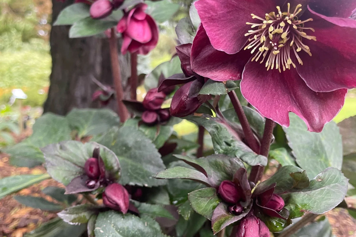 Hellebore Brunello (Helleborus x hybridus) – Established Gal Size, Lenten Rose Perennial