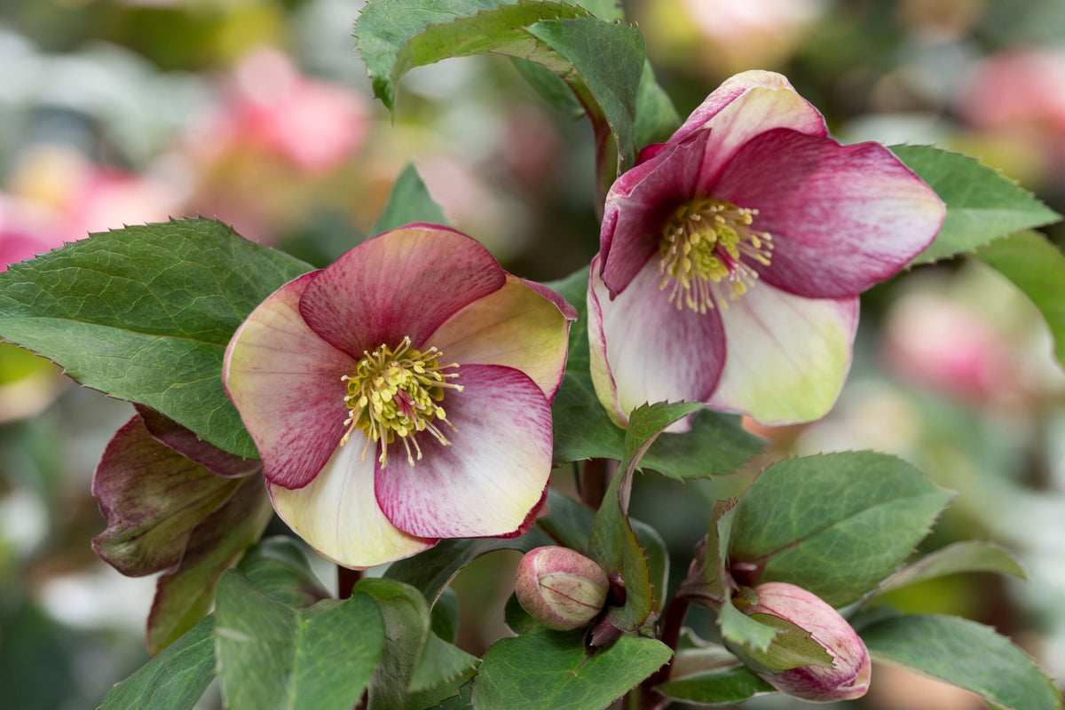 Hellebore 'Dark Picotee' (Helleborus x hybridus) - Established Gal Size, Lenten Rose, Shade Garden Perennial