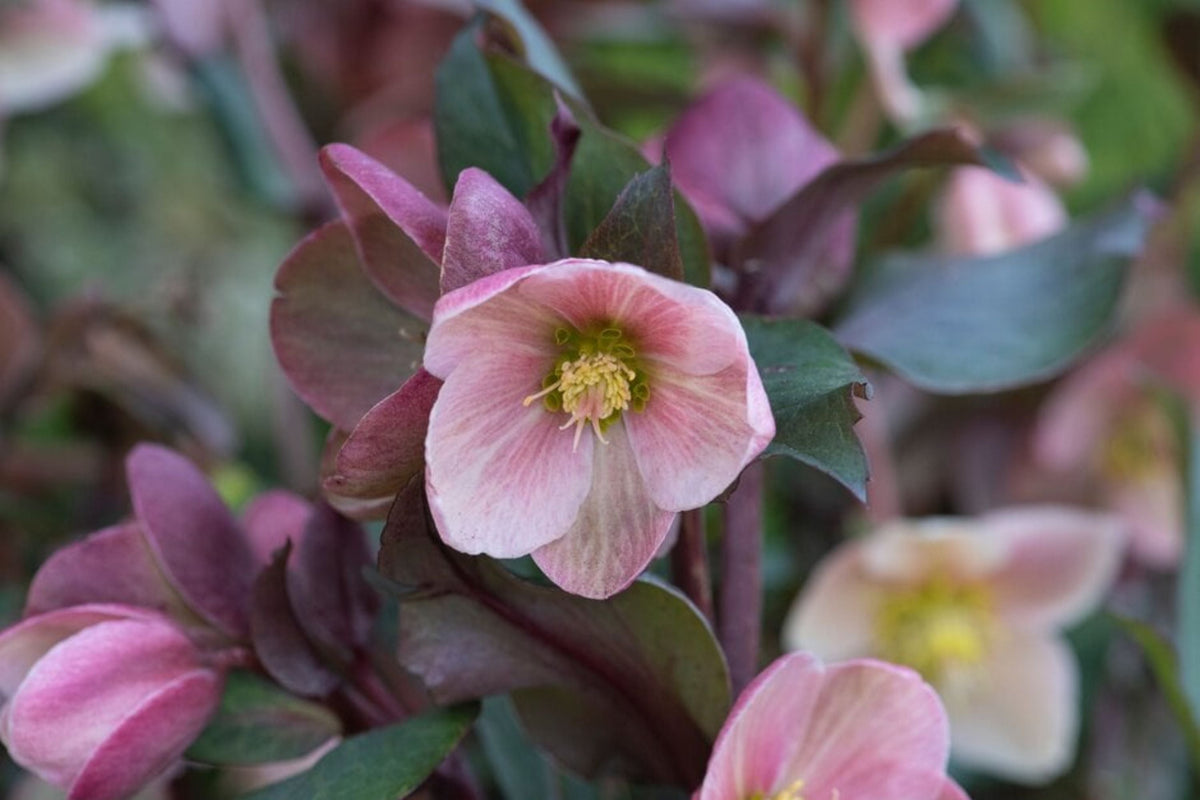 Hellebore Frosty Rose (Helleborus x hybridus) - Gal Size Plant, Untrimmed Foliage, Late Winter Blooms