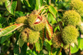 Chinese Chestnut Tree Castanea mollissima - 1 Live Bareroot Tree up to 2ft