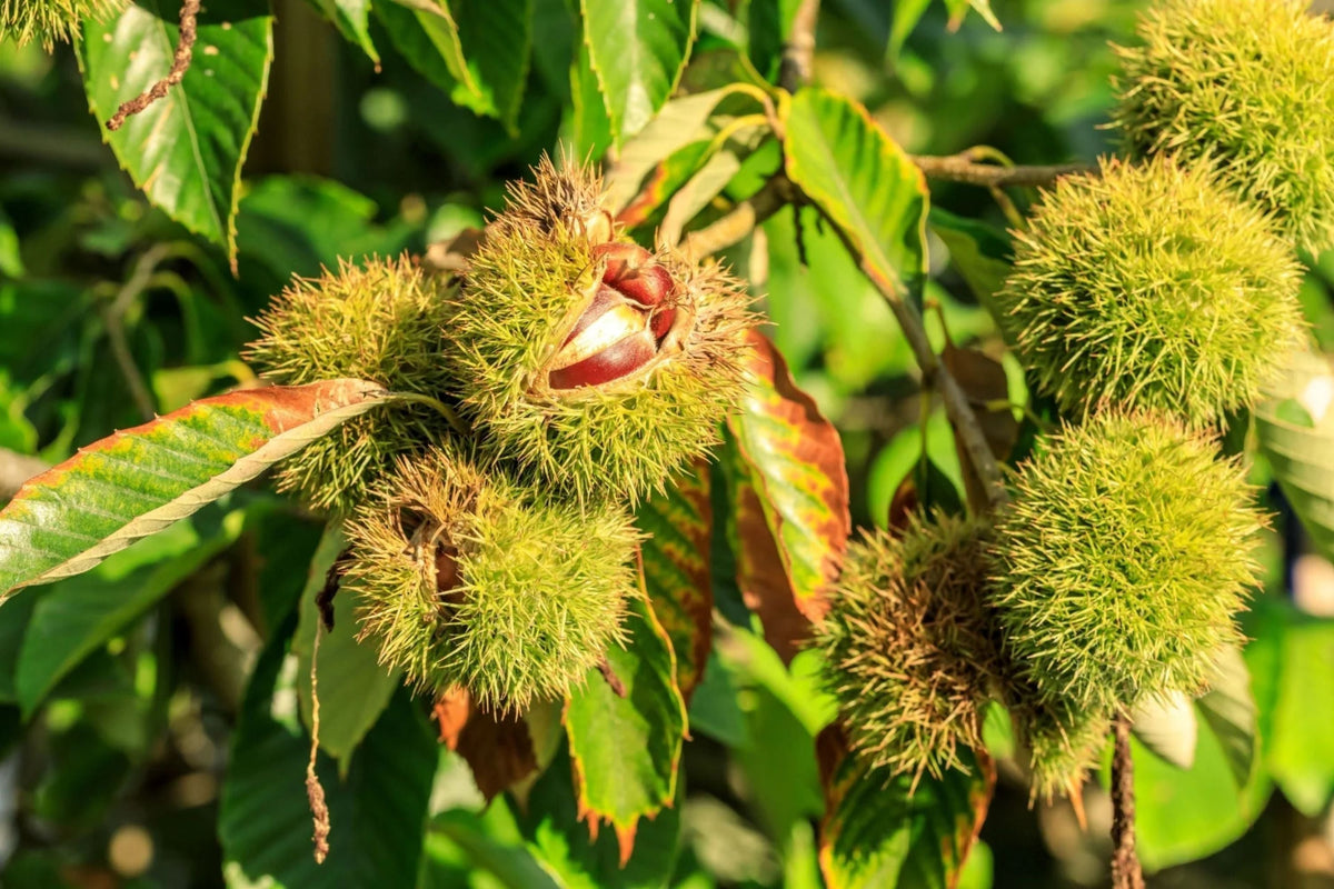 Chinese Chestnut Tree Castanea mollissima - 1 Live Bareroot Tree up to 2ft