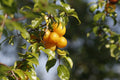 Yellow Plum Tree – Live Bareroot Rooted Tree up to 2ft Tall, Prunus domestica