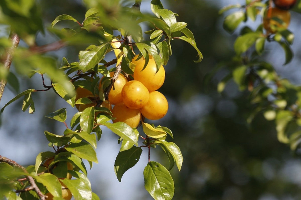 Yellow Plum Tree – Live Bareroot Rooted Tree up to 2ft Tall, Prunus domestica