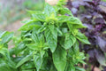 Sweet Italian Basil Live Plant - Multiple Rooted Bundles | Ocimum basilicum