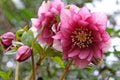 Hellebore Maid of Honor (Helleborus x hybridus) Gal-Size Plant with Viable Roots