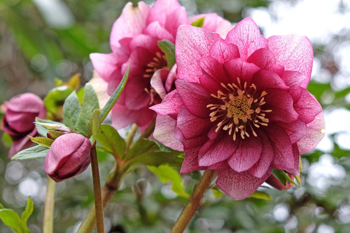 Hellebore Maid of Honor (Helleborus x hybridus) Gal-Size Plant with Viable Roots