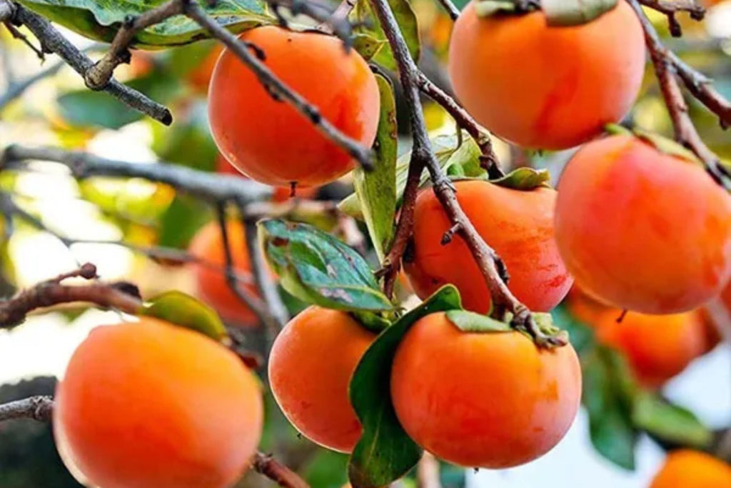 Eureka Persimmon Tree (Diospyros kaki) - 1 Live Tree Up to 2 ft - Cold Hardy, Self-Fertile Fruit Tree