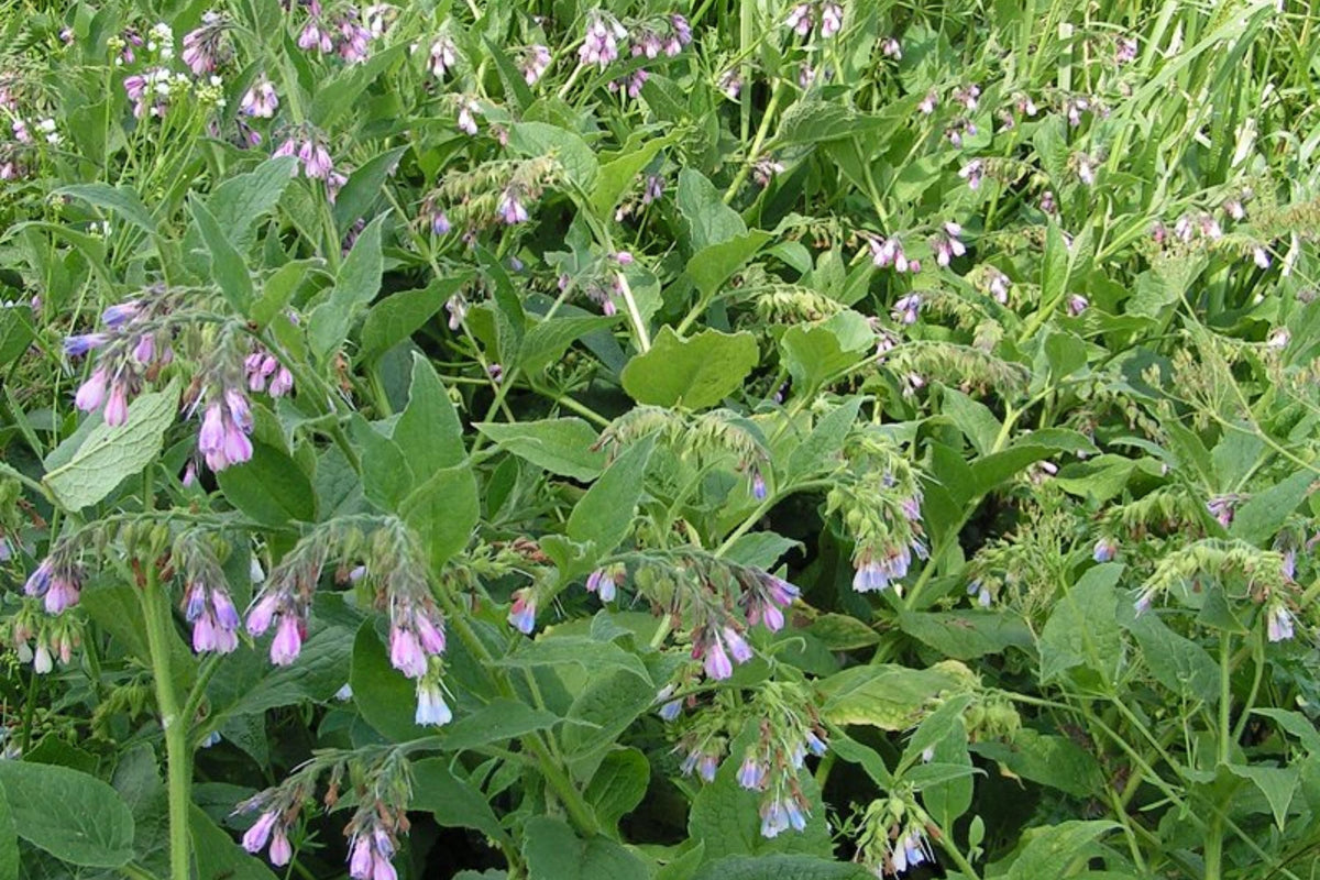 Comfrey Bocking 14 Root Cutting (Symphytum × uplandicum) — Organic Bare Root Starter Plant