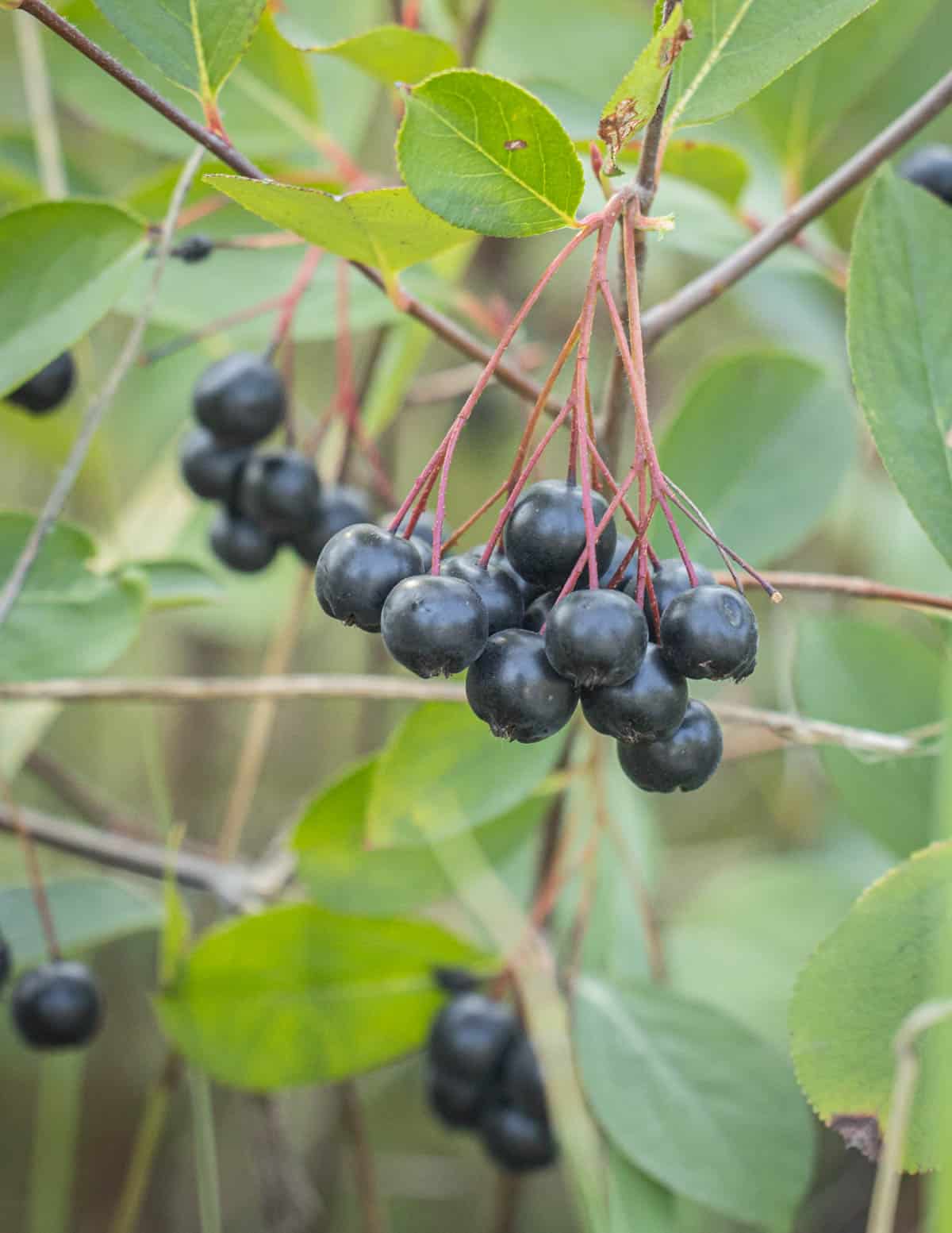 Black Chokeberry Plant (Aronia melanocarpa) Bare Root, 2 ft Tall