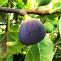 Black Jack Fig Tree Cuttings (Unrooted) - Ficus carica, Fresh Scion Wood