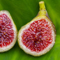 Blava Campanera Fig Cutting - Unrooted 8"+ Ficus carica for Propagation