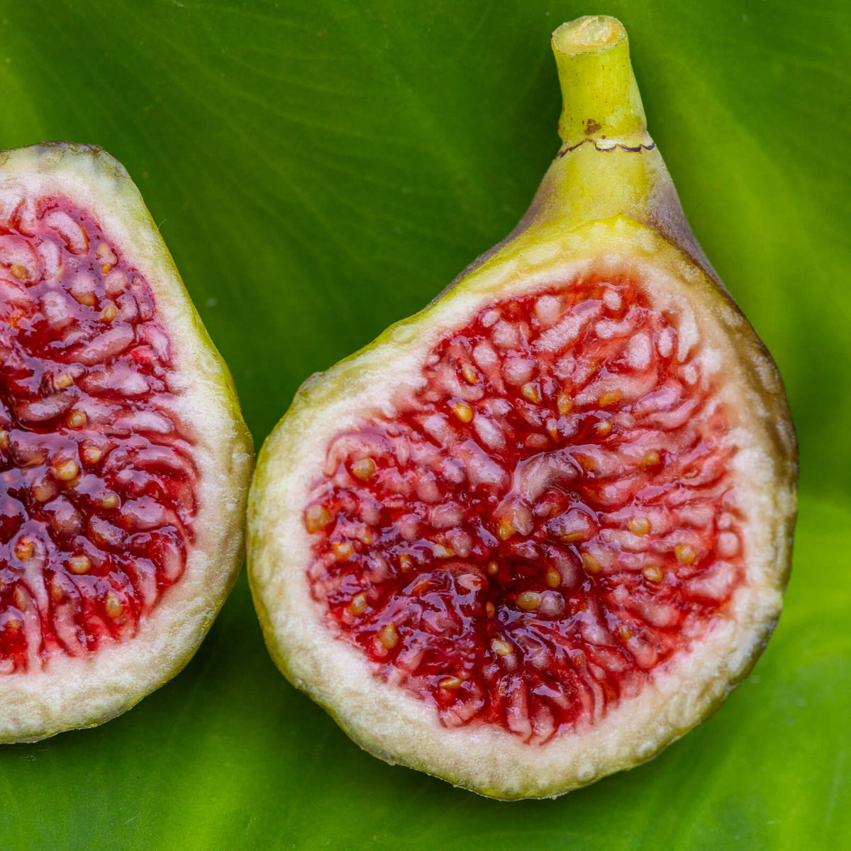 Blava Campanera Fig Cutting - Unrooted 8"+ Ficus carica for Propagation