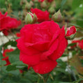 Rosa 'Blaze' Climbing Rose Cuttings (3) – Unrooted for Rooting or Grafting