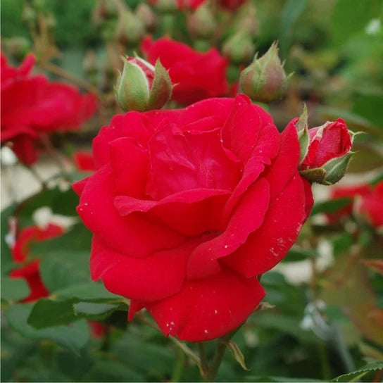 Rosa 'Blaze' Climbing Rose Cuttings (3) – Unrooted for Rooting or Grafting