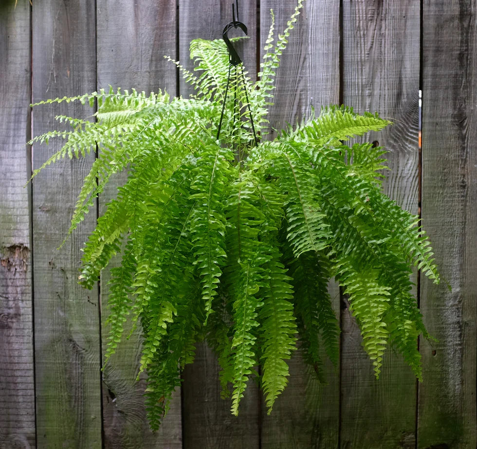 Boston Fern Live Plants 4-Pack (Nephrolepis exaltata) - 8" Tall | Indoor/Outdoor Air Purifier