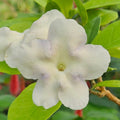 Brunfelsia americana Lady of the Night Bare Root Starter Plants – Set of 3
