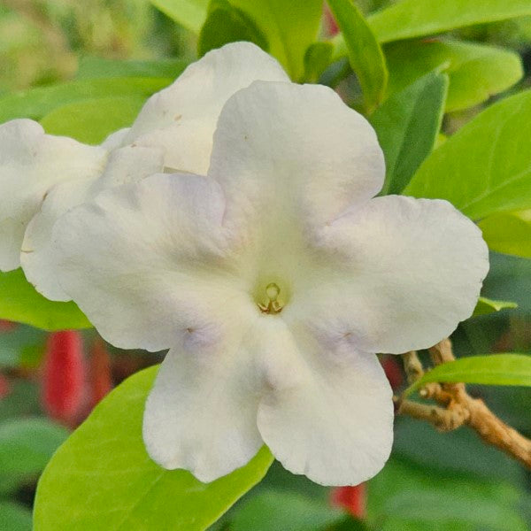 Brunfelsia americana Lady of the Night Bare Root Starter Plants – Set of 3