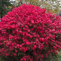 Burning Bush Cuttings Euonymus alatus – 10 Unrooted Hardwood Cuttings for Propagation