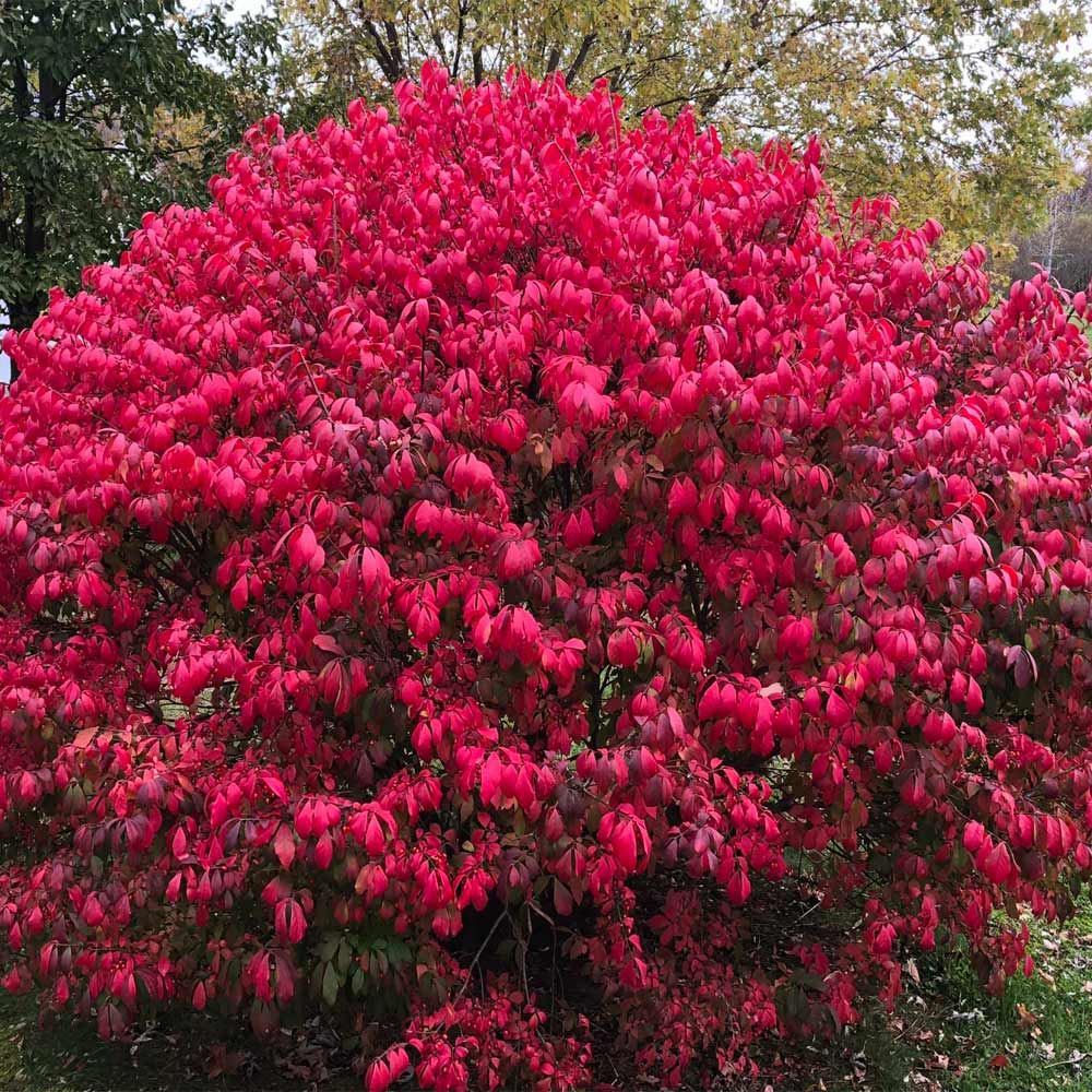 Burning Bush Cuttings Euonymus alatus – 10 Unrooted Hardwood Cuttings for Propagation