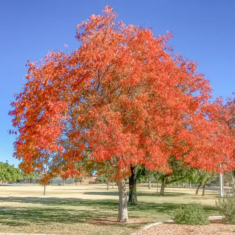 Chinese Pistache Tree (Pistacia chinensis) - 10" Live Bareroot, Fall Color, Ornamental/Bonsai