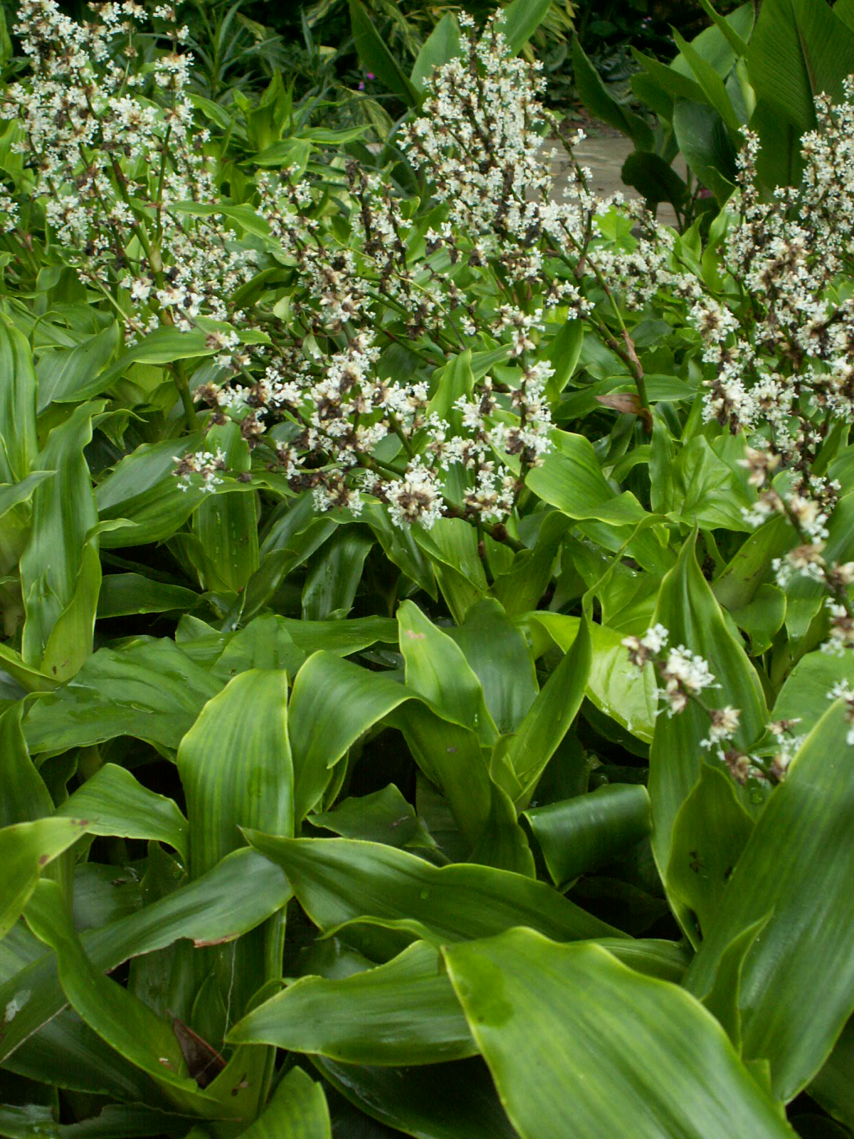 Basket Plant Cuttings Callisia fragrans (Planta Canasta) — 5 Unrooted 4–6" Cuttings for Propagation