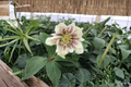Hellebore Confetti Cake (Helleborus x hybridus) – Established Gal-Size, Lenten Rose, Partial to Full Shade