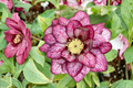Hellebore Whirlwind Romance (Helleborus x hybridus) - Gal Size, Winter Blooming Perennial